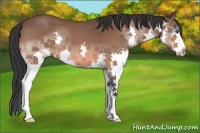 Horse Color:Bay Splash 