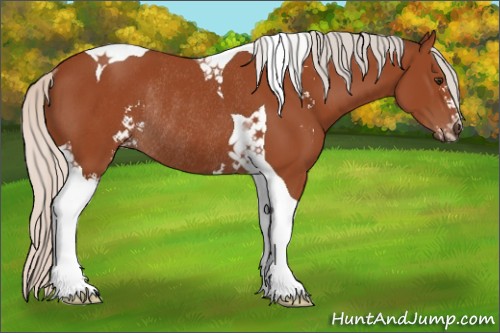 Horse Color:Silver Bay Sabino Tobiano Rabicano