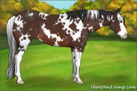 Horse Color:White Spotted Bay Splash