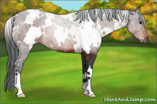 Horse Color:White Spotted Brown