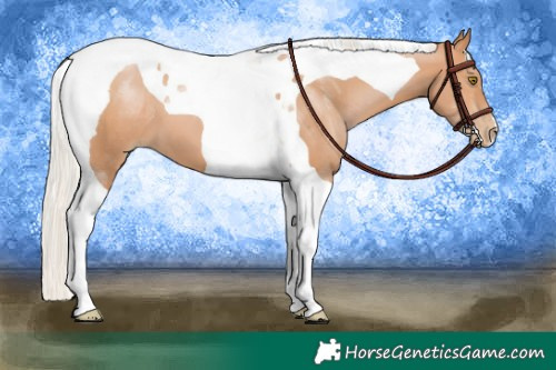 Horse Color:Silver Brown Pearl Tobiano 