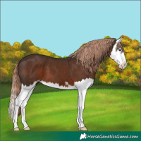 Horse Color:Liver Chestnut Sabino Splash