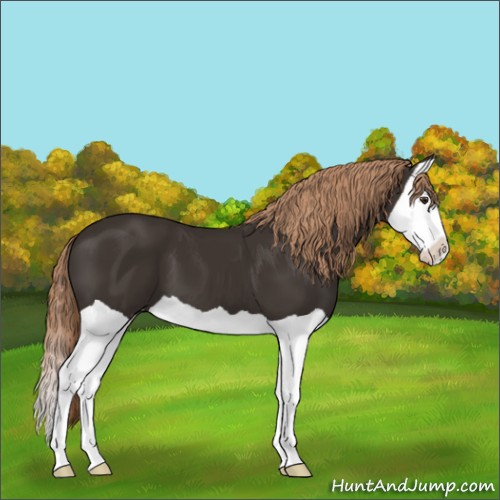 Horse Color:Liver Chestnut Splash 