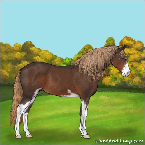 Horse Color:Liver Chestnut Sabino 
