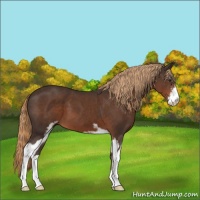 Horse Color:Liver Chestnut Sabino 