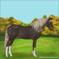 Horse Color:Liver Chestnut 