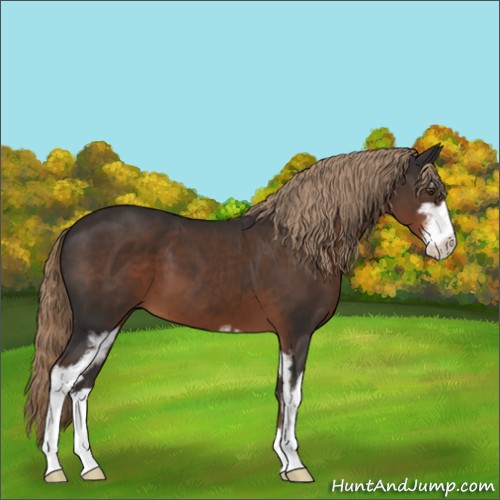 Horse Color:Liver Chestnut Sabino 