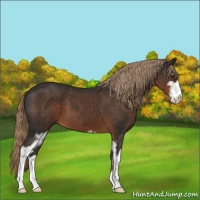 Horse Color:Liver Chestnut Sabino 