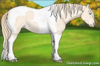 Horse Color:Perlino Roan Tobiano 