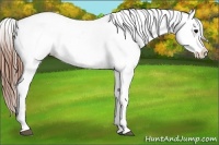 Horse Color:Grullo Appaloosa Rabicano
