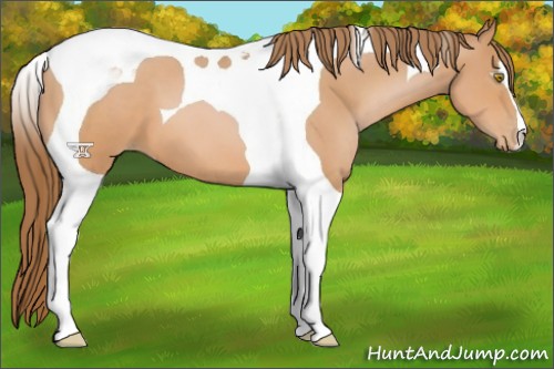 Horse Color:Bay Pearl Tobiano