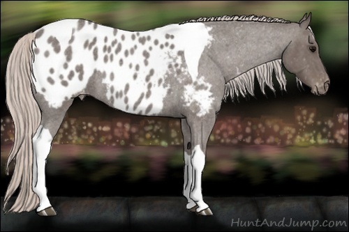 Horse Color:Silver Blue Roan Tobiano Appaloosa 