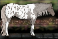 Horse Color:Silver Blue Roan Tobiano Appaloosa 