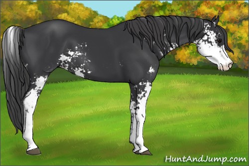 Horse Color:Black Sabino