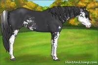Horse Color:Black Sabino 