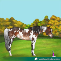 Horse Color:White Spotted Brown Rabicano 