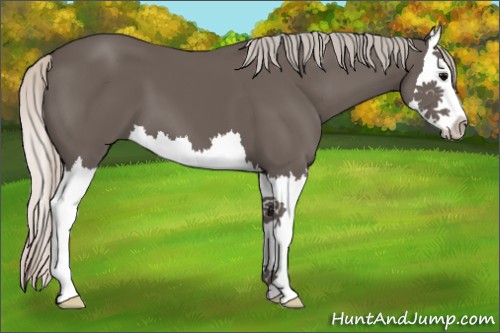 Horse Color:Silver Black Splash 