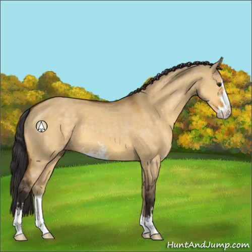 Horse Color:Buckskin Dun Sabino