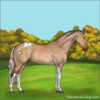 Horse Color:Silver Brown Dun Tobiano Rabicano 