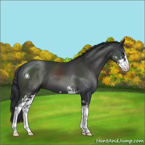 Horse Color:Black Sabino 