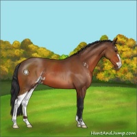 Horse Color:Brown Sabino 
