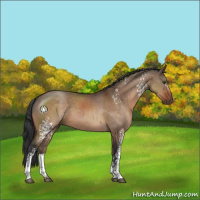 Horse Color:White Spotted Brown Dun Sabino 