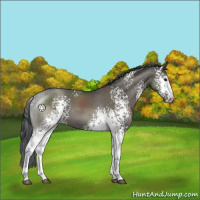 Horse Color:White Spotted Grullo Sabino 