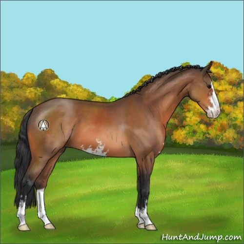 Horse Color:Bay Sabino 