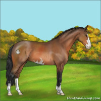 Horse Color:Bay Sabino 