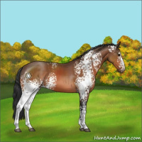 Horse Color:White Spotted Bay 