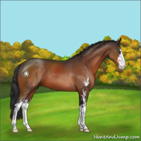 Horse Color:Brown Sabino 