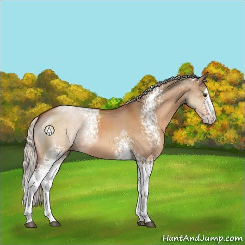 Horse Color:White Spotted Silver Brown Dun Sabino Splash 