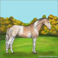 Horse Color:White Spotted Silver Brown Dun Sabino Splash 