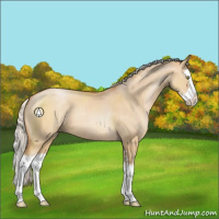 Horse Color:Silver Bay Pearl Dun Sabino Splash 