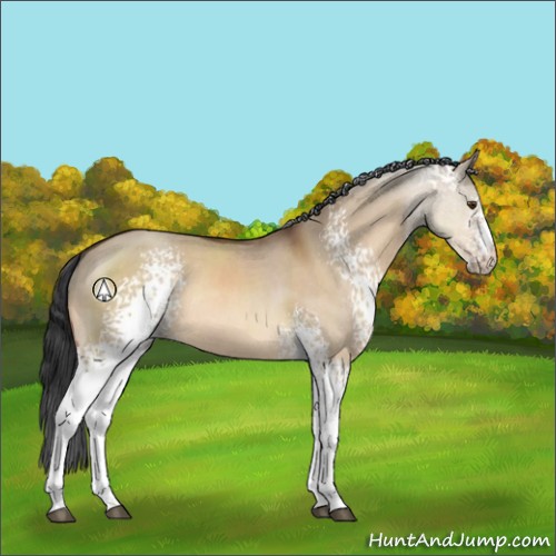 Horse Color:White Spotted Brown Dun Sabino Rabicano 