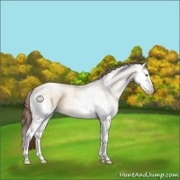 Horse Color:White Spotted Brown Pearl Dun Sabino Splash 