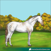 Horse Color:White Spotted Grullo Pearl Tobiano Rabicano 