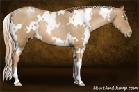 Horse Color:White Spotted Chestnut Pearl