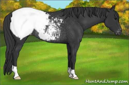 Horse Color:Black Appaloosa Rabicano 