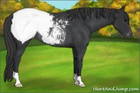 Horse Color:Black Appaloosa Rabicano 