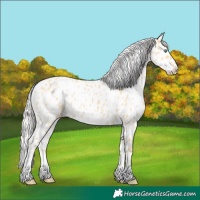 Horse Color:Silver Classic Cream Champagne Dun Appaloosa 