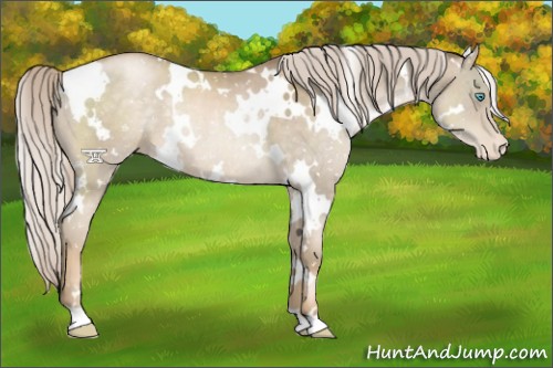 Horse Color:White Spotted Chocolate Palomino Pearl Appaloosa Rabicano 