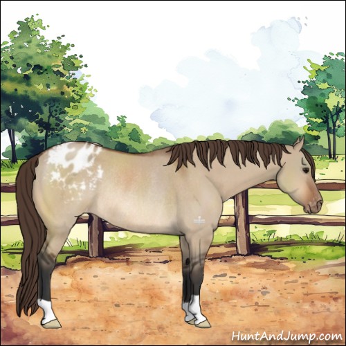 Horse Color:Bay Dun Appaloosa Rabicano 