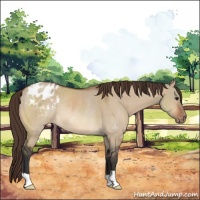 Horse Color:Bay Dun Appaloosa Rabicano 