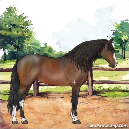 Horse Color:Bay Sabino 