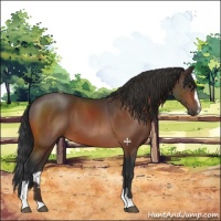 Horse Color:Bay Sabino 