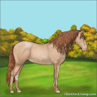 Horse Color:Buckskin Pearl Sabino Rabicano 