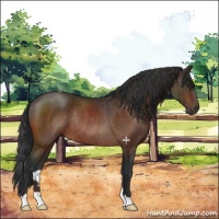 Horse Color:Brown Rabicano