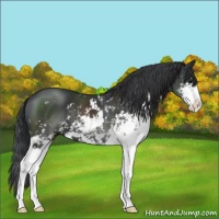 Horse Color:Black Sabino 