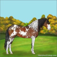 Horse Color:White Spotted Bay Sabino
